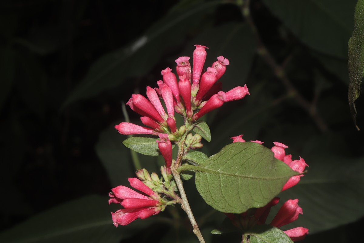 Cestrum elegans (Brongn. ex Neumann) Schltdl.